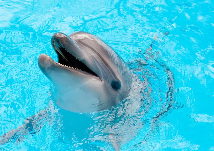 Dolphins Swam With Tourists on the Beach