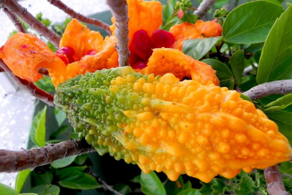 Kudret Narı Hastalığına İlaç Oldu